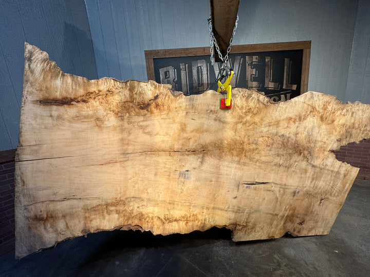 Maple Slab 3"T x 51"W to 64"W x 115"L #NU77634A