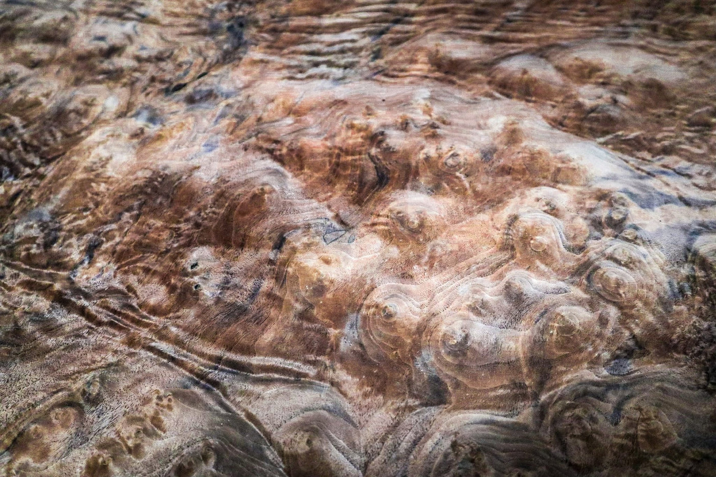 Claro Black Walnut Burl Veneer Sheets Highly Figured - Bidwell Wood & Iron